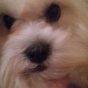 Meet your Posher, Elsie